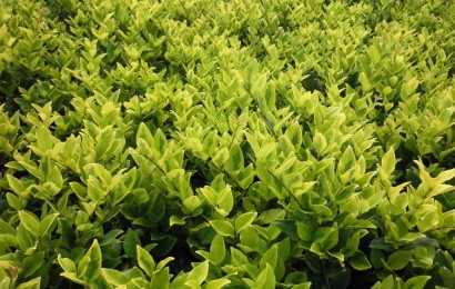 綠化苗木如何選購？