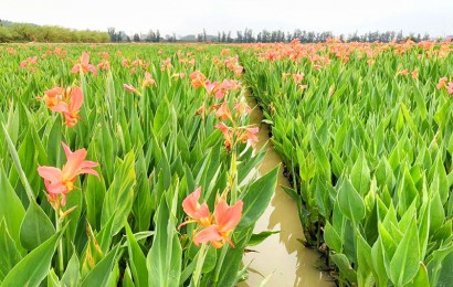 水生植物生態作用是什么？
