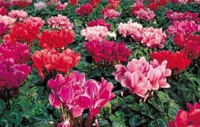 養護管理主要包括幾個方面的工作？