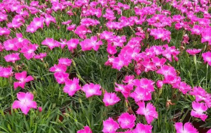 歐石竹扦插繁殖的方法是什么？