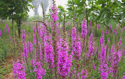 千屈菜的養殖方法