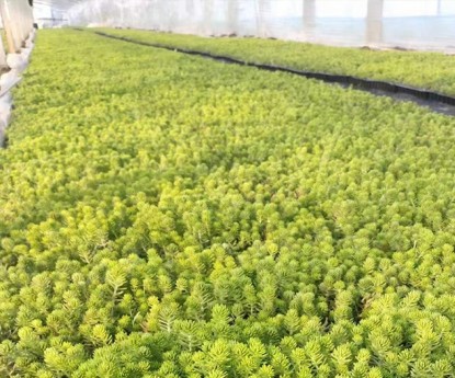 金葉佛甲草（穴盤(pán)苗）