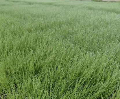 粉黛亂子草（穴盤(pán)苗）