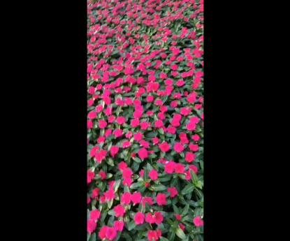 時(shí)令草花 - 長(zhǎng)春花