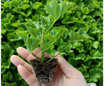 天竺葵（穴盤(pán)苗)