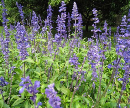 藍花鼠尾草