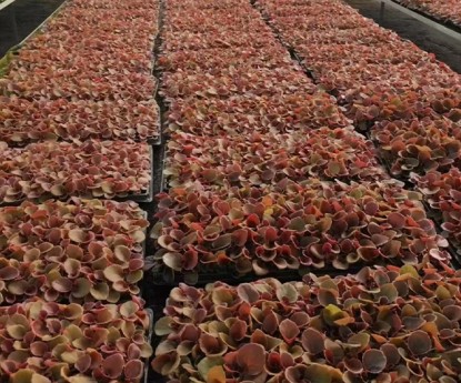 四季海棠:紅葉（穴盤苗