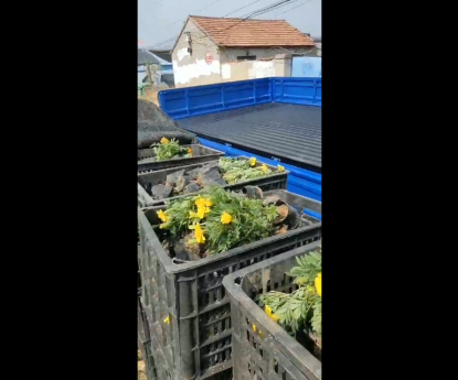 時(shí)令草花 - 孔雀草