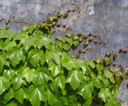 爬山虎
