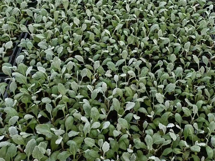 銀葉菊(穴盤苗)