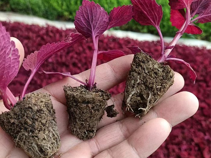 彩葉草（穴盤苗）