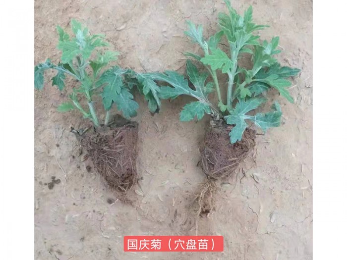 國(guó)慶菊（穴盤苗)